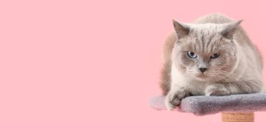 Şirin kedi, pembe arkaplanda yazı için yeri olan tırmalama direğinde yatıyor.