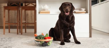 Mutfakta bir sepet sebzeli şirin Labrador.