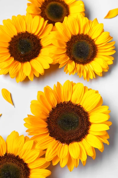 Mavi arka planda güzel ayçiçekleri ve taç yaprakları