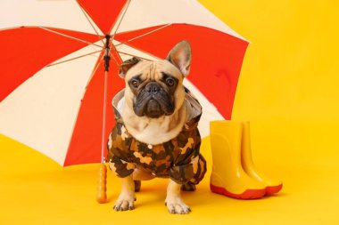 Sarı arka planda çizmeleri ve şemsiyesi olan yağmurluk giymiş şirin bir Fransız bulldog.