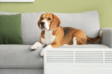 Evdeki radyatörün yanındaki kanepede yatan sevimli Beagle köpeği.