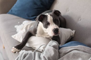 Yaramaz Staffordshire Teriyeri yırtık yastıkla evdeki kanepede yatıyor.