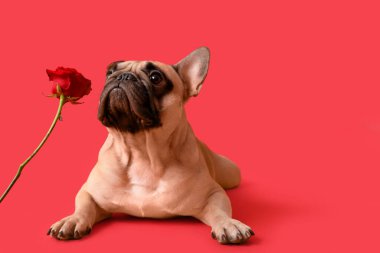 Kırmızı arka planda gül olan sevimli bir Fransız bulldog 'u. Sevgililer Günü kutlaması