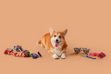 Farklı evcil hayvan aksesuarlarıyla şirin Corgi köpeği ve kahverengi arka planda duran yemek kasesi.