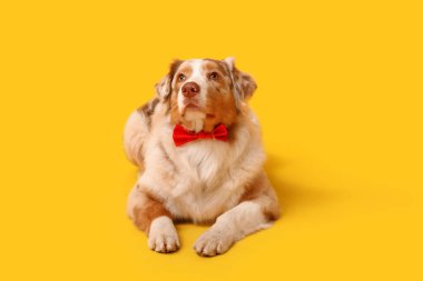 Sarı arka planda papyonlu sevimli Avustralya çoban köpeği