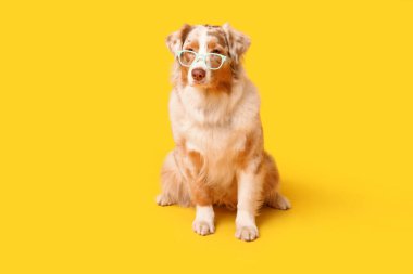 Sarı arka planda gözlüklü komik Avustralyalı çoban köpeği.