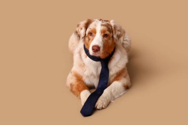 Bej arka planda uzanan kravatlı sevimli Avustralya çoban köpeği.