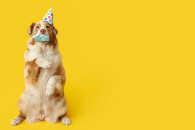 Parti şapkalı şirin Avustralyalı çoban köpeği sarı arka planda doğum gününü kutluyor.