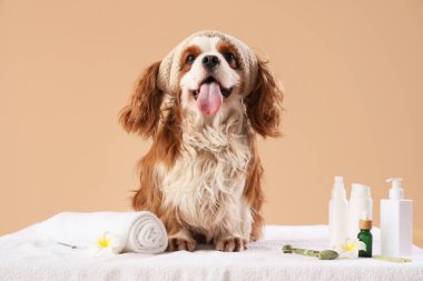 Yakışıklı süvari Kral Charles kozmetik ürünleri ve masaj rulosuyla bej arka planda koltukta oturuyor.