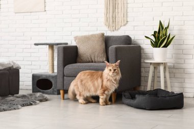 Yatak odasındaki koltuğun yanında Rakun Kedi