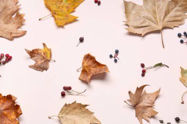 Açık arkaplanda kurumuş yaprak ve böğürtlen bileşimi