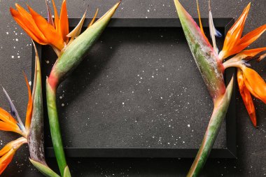 Siyah grunge arka planında boş resim çerçevesi olan güzel strelitzia çiçekleri