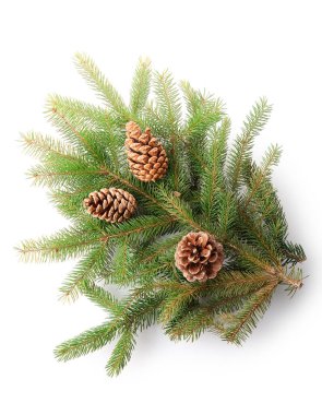 Beyaz arkaplanda çam kozalakları olan dallar