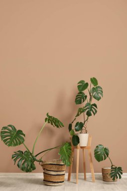 Odadaki kahverengi duvarın yanındaki Monstera bitkileri.