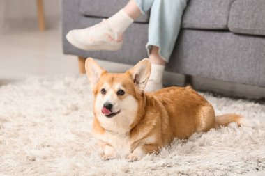 Corgi köpeği oturma odasındaki yumuşak halıda yatıyor.
