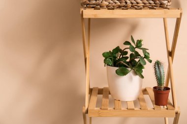 Bej duvarın yakınındaki rafta bulunan sulular, yakın plan.