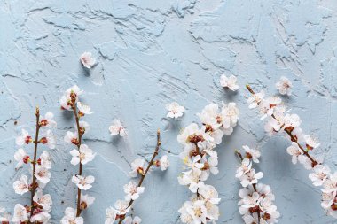 Mavi arka planda güzel çiçek açan ağaç dalları