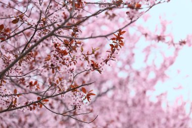 Açık havada çiçek açan güzel ağaç dalları