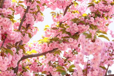 Güzel çiçekli sakura ağacı dalları açık havada.