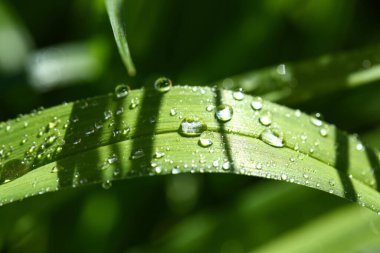 Su damlalı yeşil çimlerin makro görüntüsü
