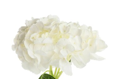 Beyaz arka planda güzel bir ortanca çiçeği