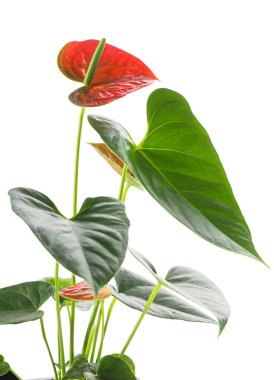 Beyaz arkaplanda izole edilmiş güzel anthurium çiçeği