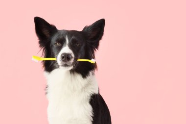 Pembe arka planda diş fırçası olan şirin bir Border Collie köpeği.