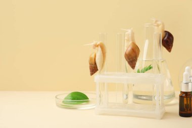 Bej arka planda Achatina salyangozları ve kozmetik ürünleriyle laboratuvar vitrinleri.