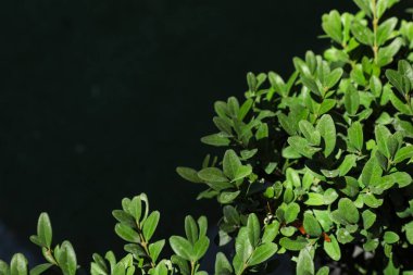 Koyu arkaplanda yeşil yapraklı Bush