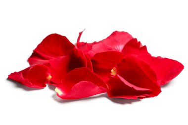 Beyaz arkaplanda kırmızı gül yaprakları