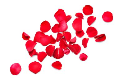 Beyaz arkaplanda birçok kırmızı gül yaprağı