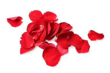 Beyaz arkaplanda birçok kırmızı gül yaprağı