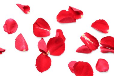 Beyaz arkaplanda birçok kırmızı gül yaprağı