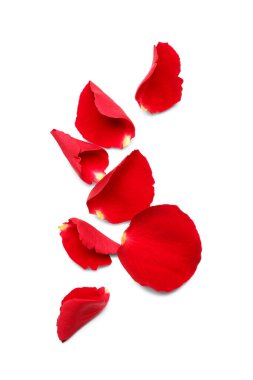 Beyaz arkaplanda kırmızı gül yaprakları
