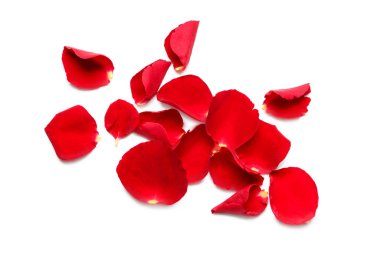 Beyaz arkaplanda kırmızı gül yaprakları