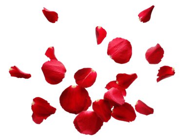Beyaz arkaplanda uçan kırmızı gül yaprakları