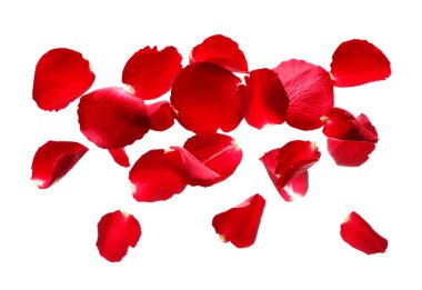 Beyaz arka planda uçan gül yaprakları