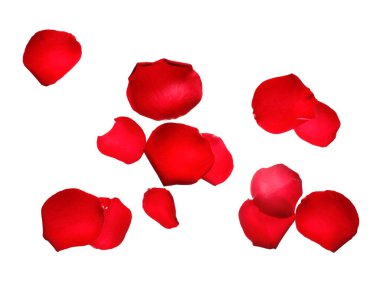 Beyaz arka planda uçan gül yaprakları