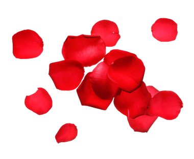 Beyaz arka planda uçan gül yaprakları