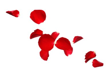 Beyaz arka planda uçan gül yaprakları