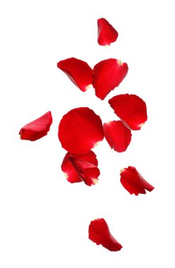 Beyaz arka planda uçan gül yaprakları