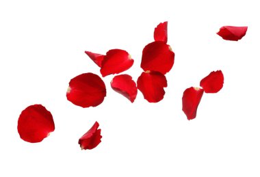 Beyaz arka planda uçan gül yaprakları
