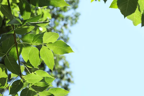 Gökyüzü arka planında yeşil yapraklı ağaç dalı