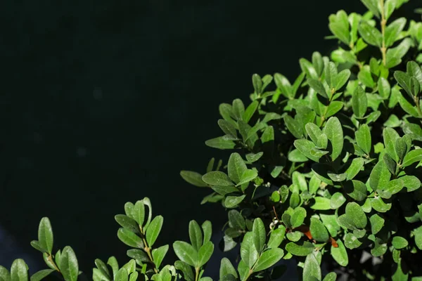 Koyu arkaplanda yeşil yapraklı Bush