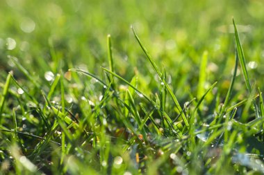 Güneşli yaz gününde çiğ taneli güzel yeşil çimlerin yakın görüntüsü