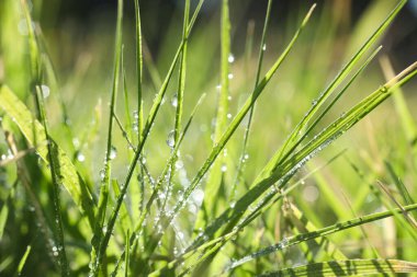 Güneşli yaz gününde çiğ taneli güzel yeşil çimlerin yakın görüntüsü