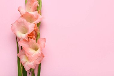 Pembe arka planda güzel gladiolus çiçekleri, yakın plan