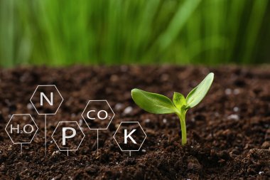 Belirtilen bileşenleri olan toprak ve tarlada yetişen genç bitkiler.