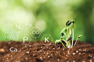 Belirtilen bileşenleri olan toprak ve tarlada yetişen genç bitkiler.