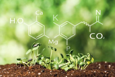 Belirtilen bileşenleri olan toprak ve tarlada yetişen genç bitkiler.